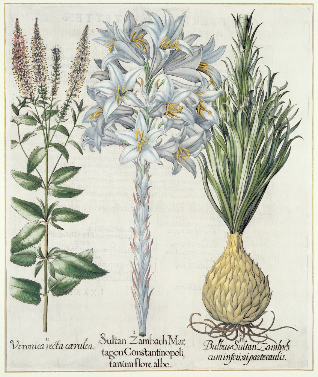 Lírio: 1.Sultan Zambach Martagon Constantinopolitanum folhoso albo 2.Veronica recta carnlea 3.Bulbus Sultan Zambach cuminfeunipartecaulis, de Hortus Eystettensis por Basil Besler (1561-1629), pub. 1613 de German School