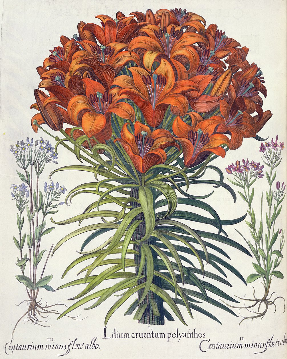 Lily e Centaury: sangramento 1.Lilium e polyanthos; 2.Centaurium flor menos vermelho; 3.Centaurium pequena flor branca do Eystettensis por Basil Besler (1561-1629), pub. 1613 de German School