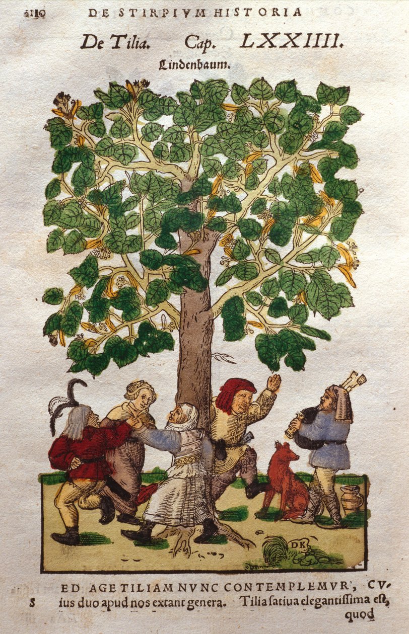 Cal, ou Linden, Árvore de German School