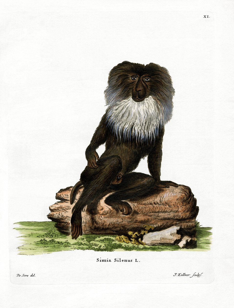 Macaque de cauda de leão (gravação a cores) de German School