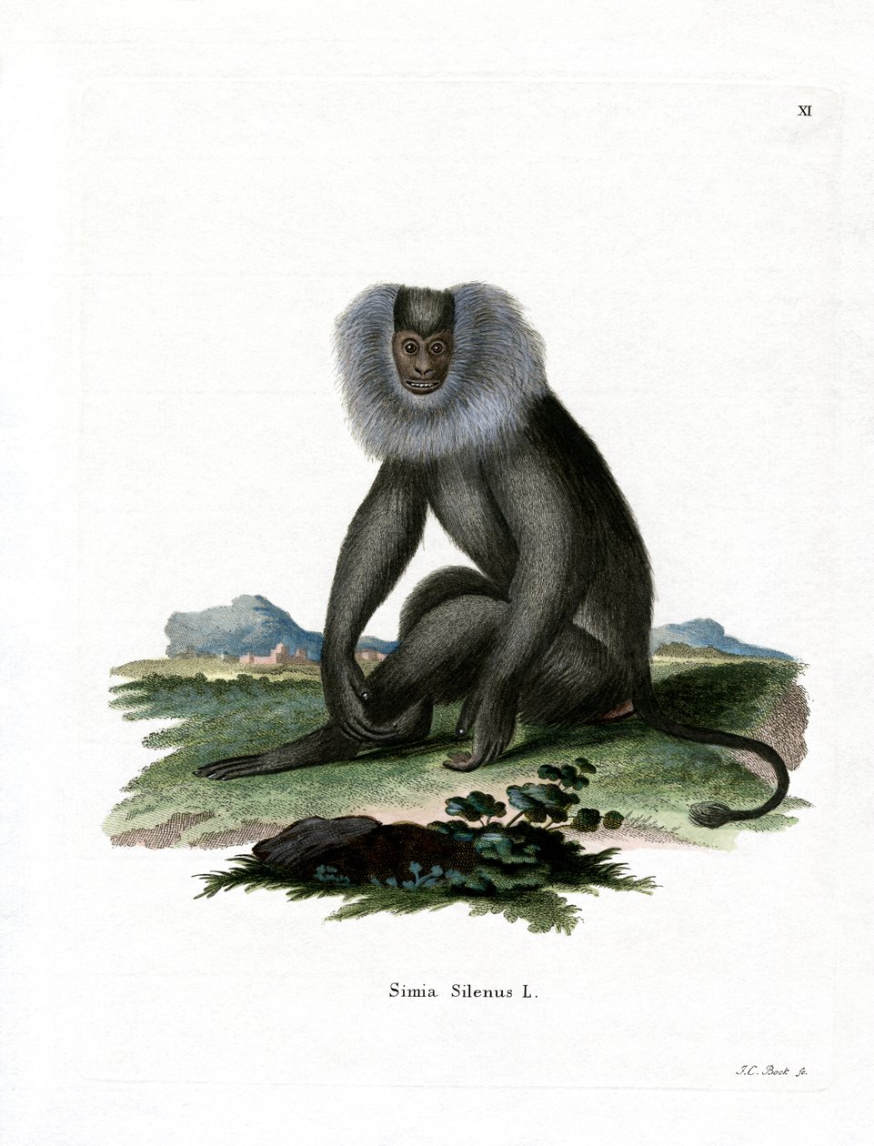 Macaque de cauda de leão (gravação a cores) de German School
