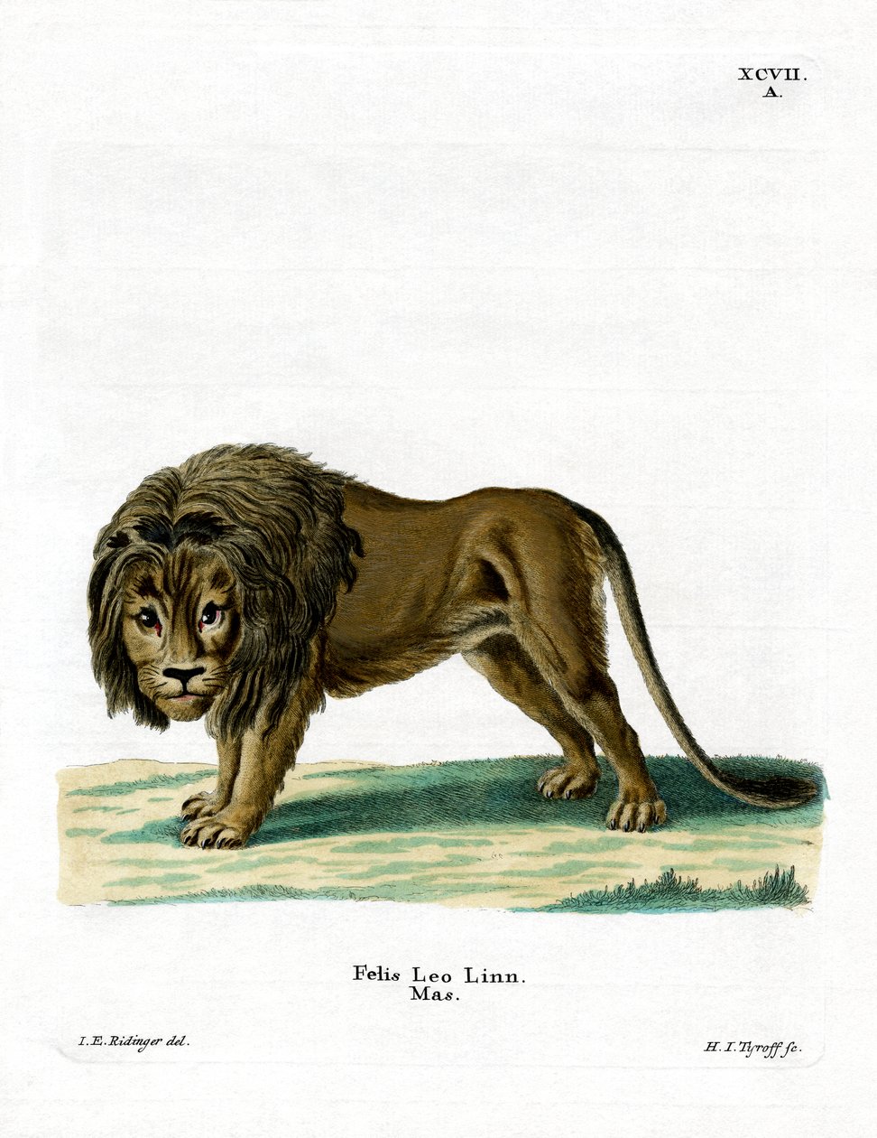 Leão (gravura colorida) de German School