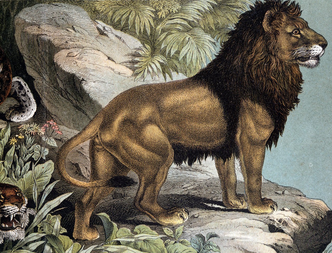 Leão - em "História Natural dos Mamíferos", ed. Schreiber, Munique de German School