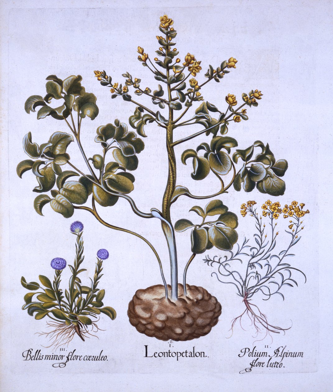 Folha dos leões e flores alpinas, de Hortus Eystettensis, por Basil Besler (1561-1629), bar. 1613 (gravura colorida à mão) de German School