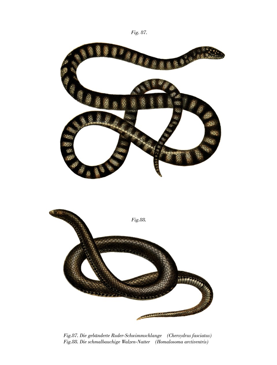 Cobra de lima pequena (cor litho) de German School