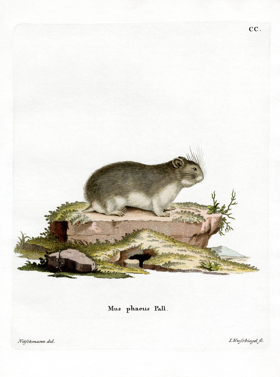 Little Grey Hamster (gravura colorida) de German School