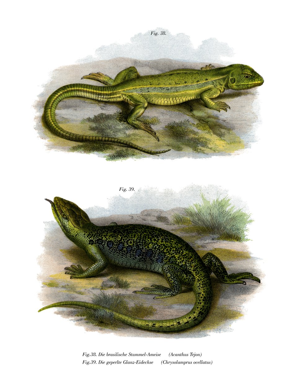 Lagarto (cor litho) de German School