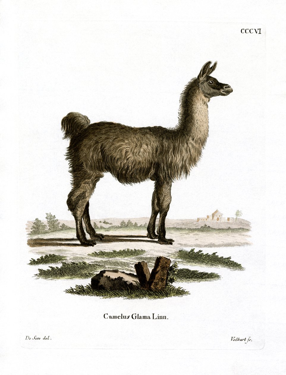 Llama (gravura colorida) de German School