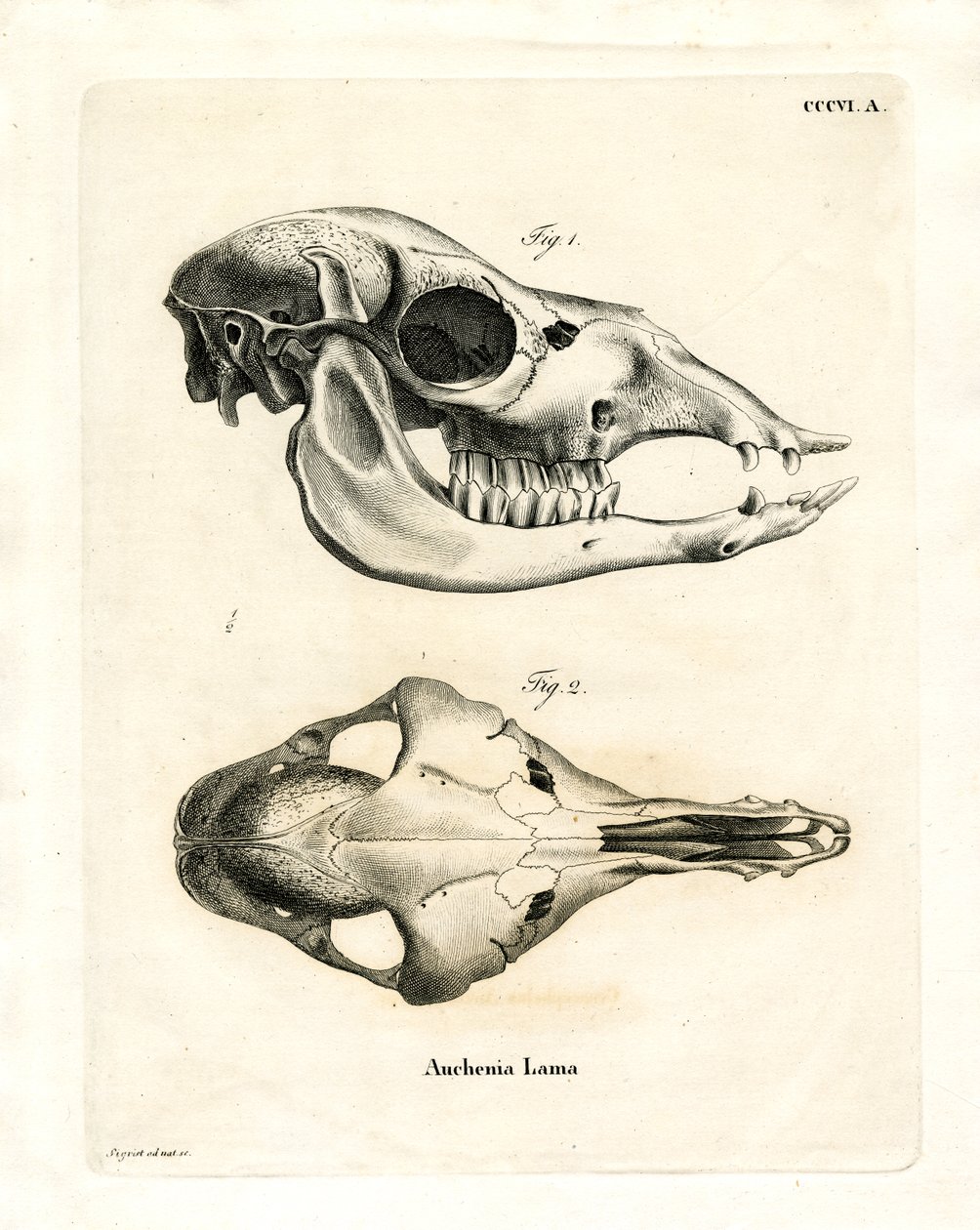 Llama Skull (gravura colorida) de German School