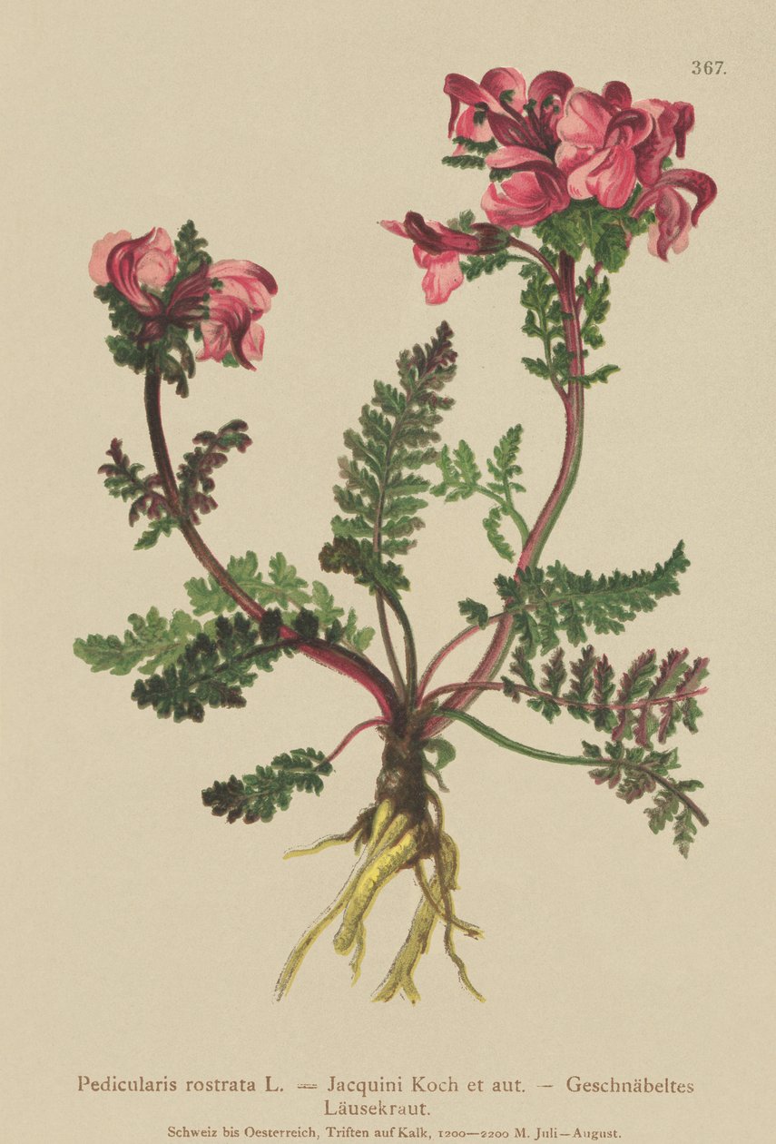 Lousewort de nariz comprido (Pedicularis rostrata) de German School