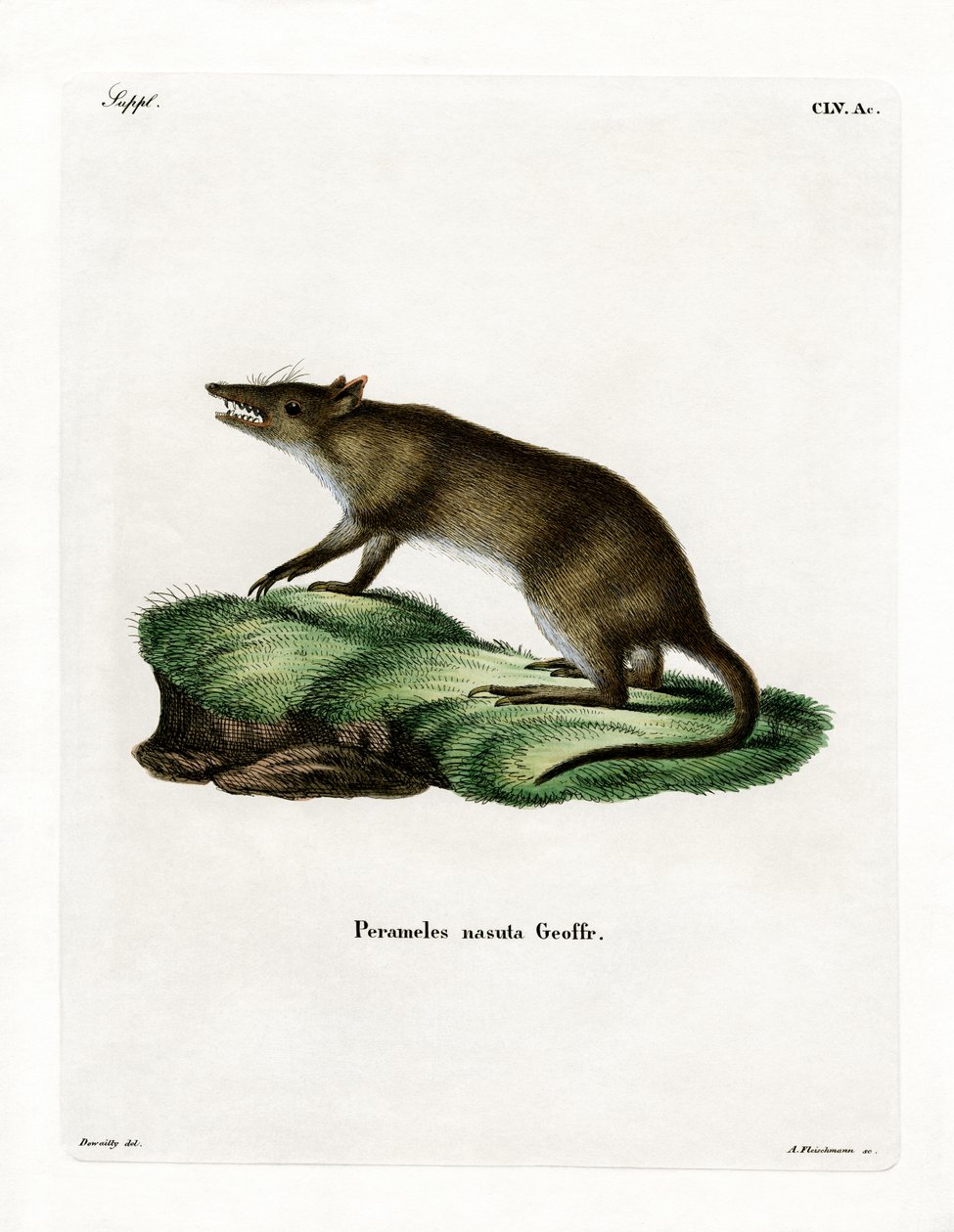 Bandicoot de nariz comprido (gravação a cores) de German School