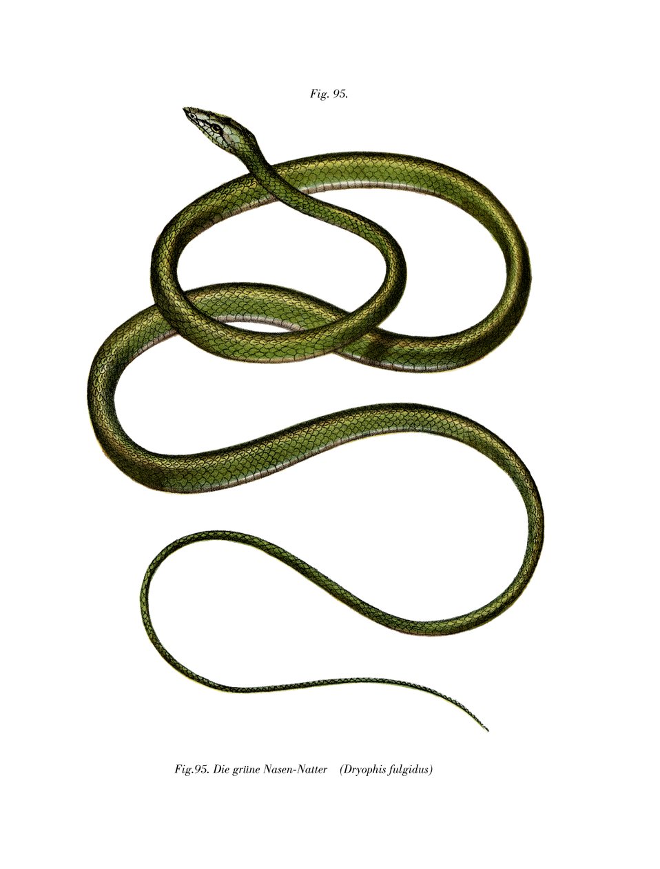 Serpente de nariz longo (cor litho) de German School