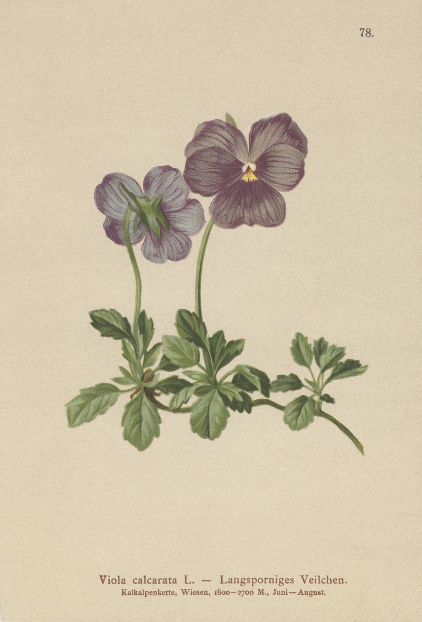 Violeta de longa duração (Viola Calcarata) de German School