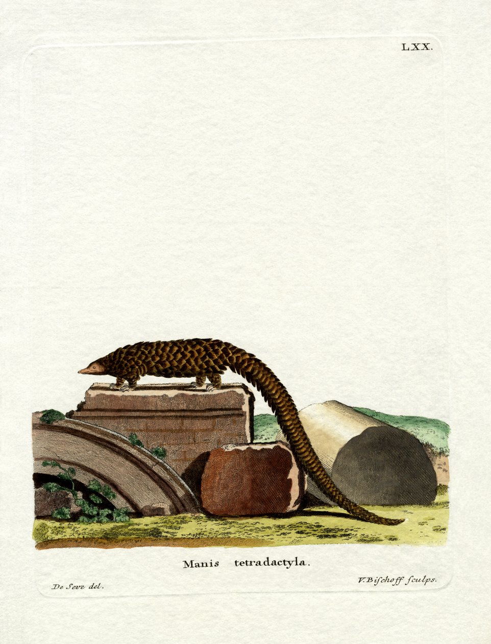 Pangolim de cauda longa (gravura colorida) de German School