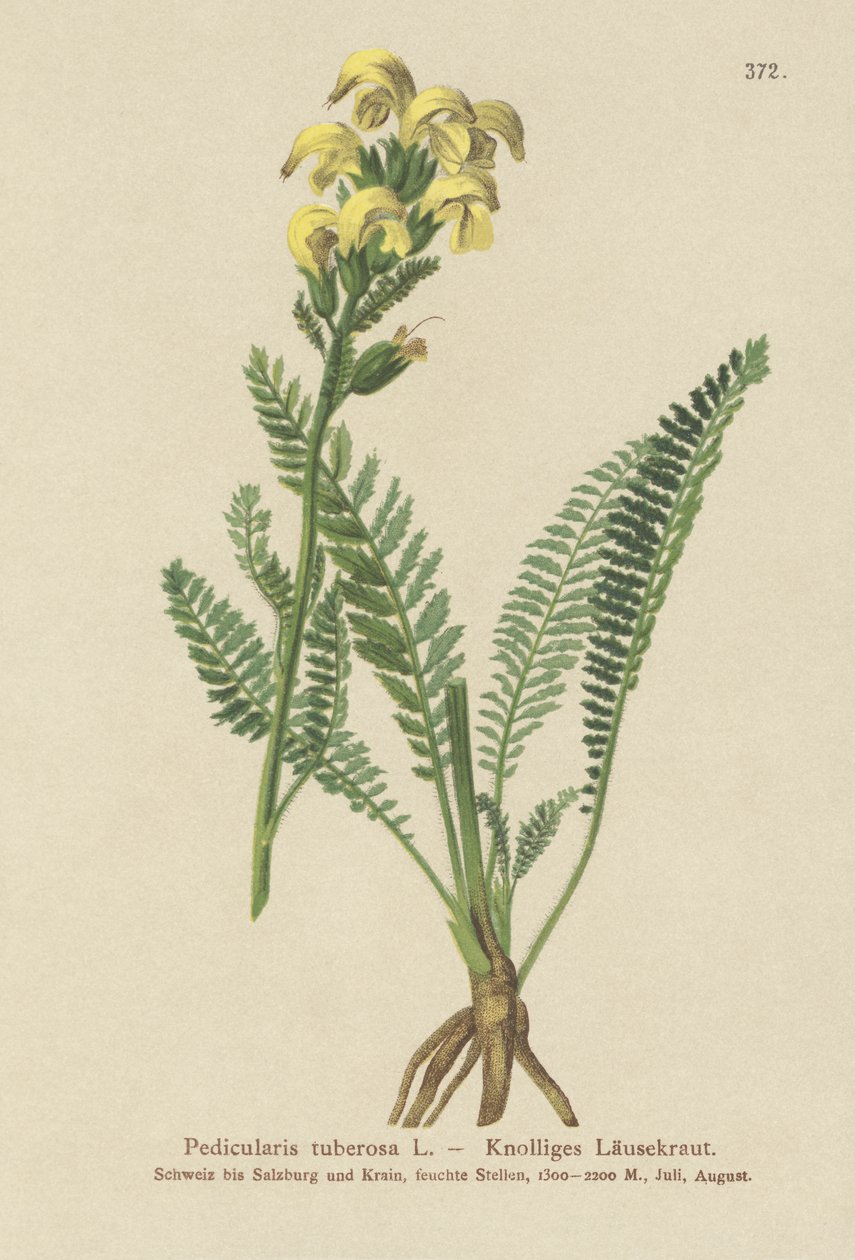 Lousewort amarelo de bico longo (Pedicularis tuberosa) de German School