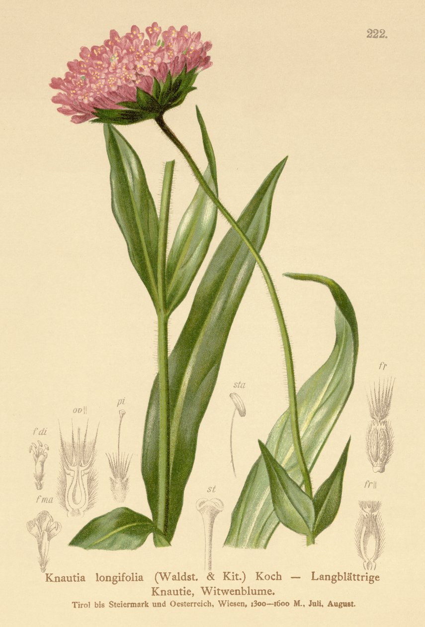Flor de viúva longa (Knautia longifolia) de German School