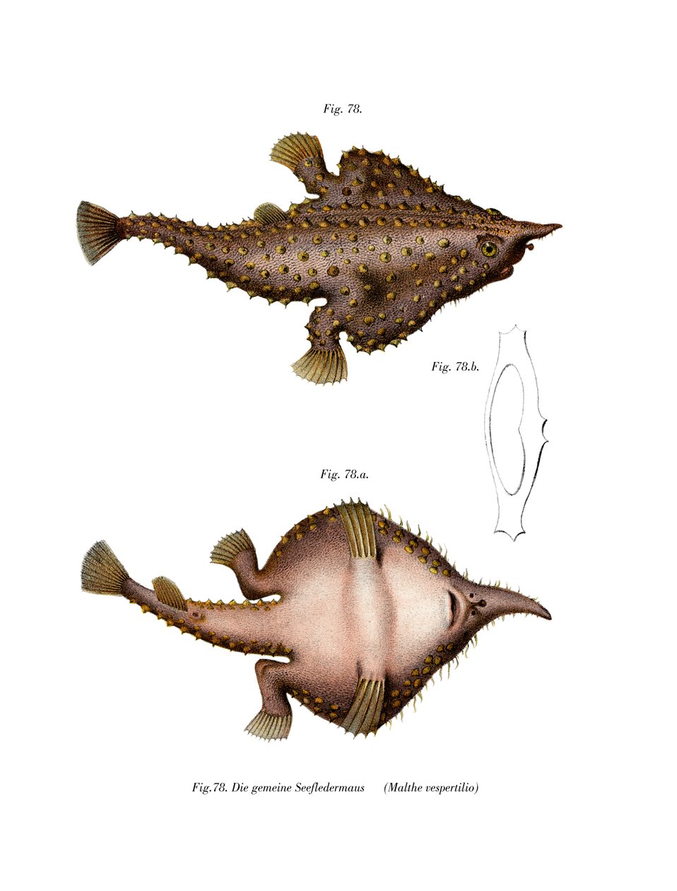 Batfish Longnose (cor litho) de German School