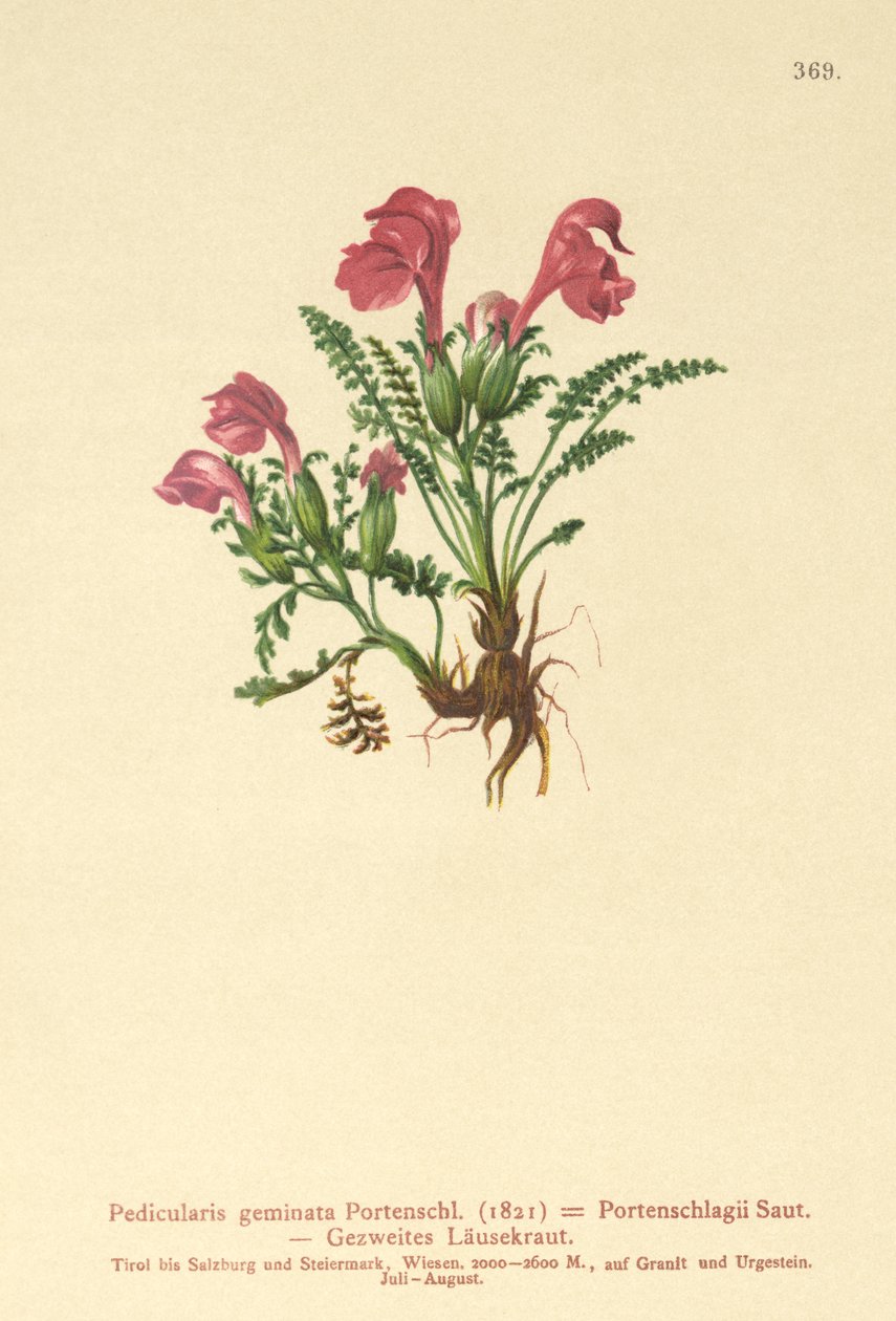 Lousewort (Gemini Pedicularis, Pedicularis Portenschlagii, Pedicularis Pumila) de German School