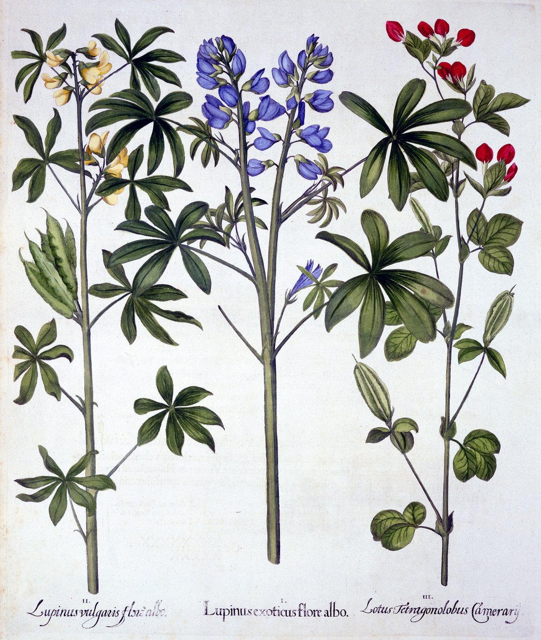 Tremoços e Ervilhas Espargos Vermelhos, de Hortus Eystettensis, de Basil Besler (1561-1629), pub. 1613 (gravura colorida à mão) de German School