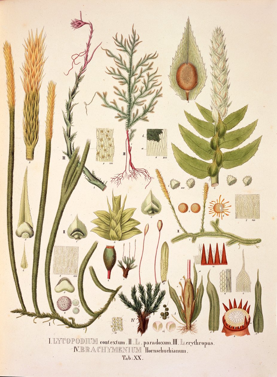 Lycopodium and Brachymenium, tabela XX de 