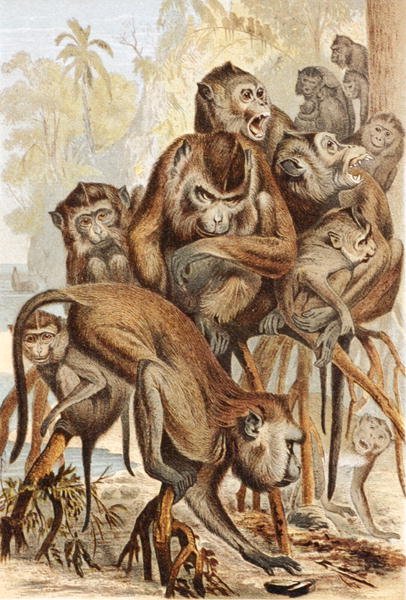 Macacus, prato de "Brehms Tierleben": Allgemeine Kunde des Tierreichs", vol.1, p.149, publicado pelo Bibliographisches Institut de German School