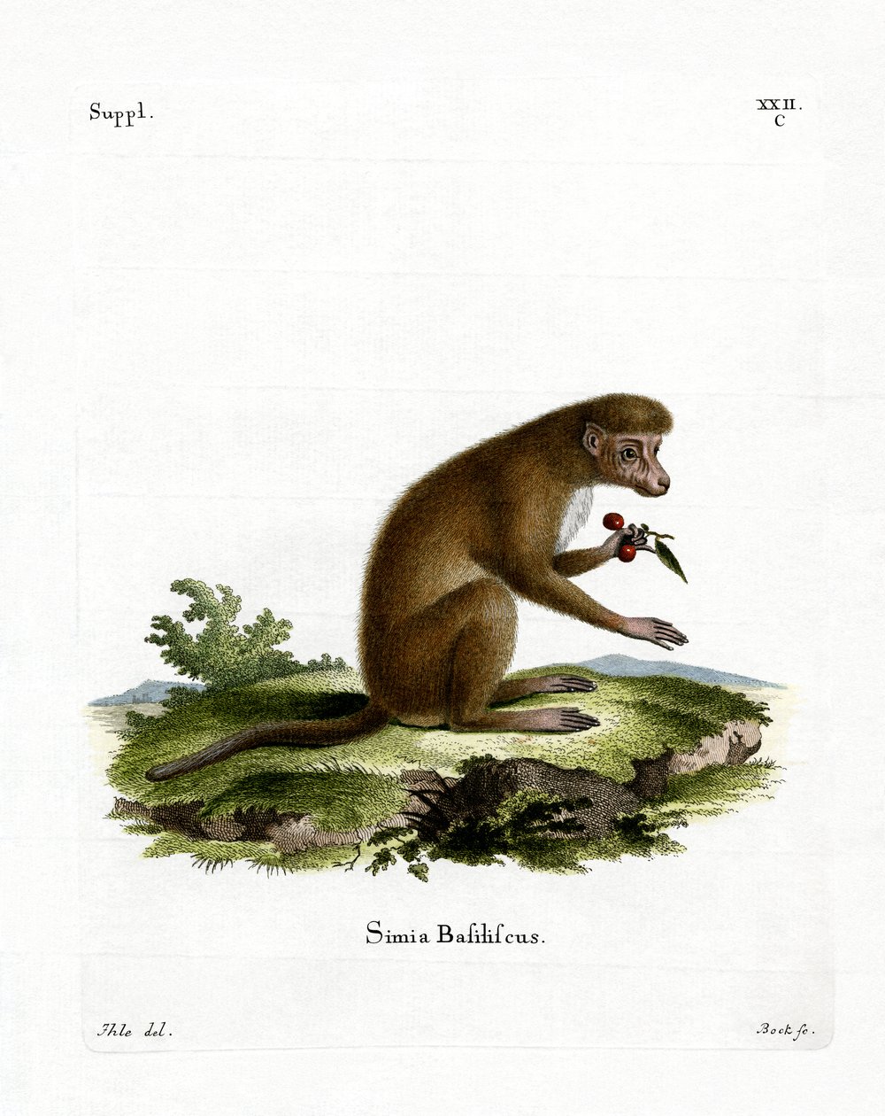 Macaque (gravação a cores) de German School