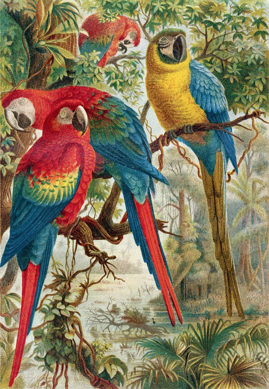Araras, registro de Brehms Tierleben: Allgemeine Kunde des Tierreichs, volume 5, pág. 60, publicado pelo Bibliographisches Institut, 1892 de German School