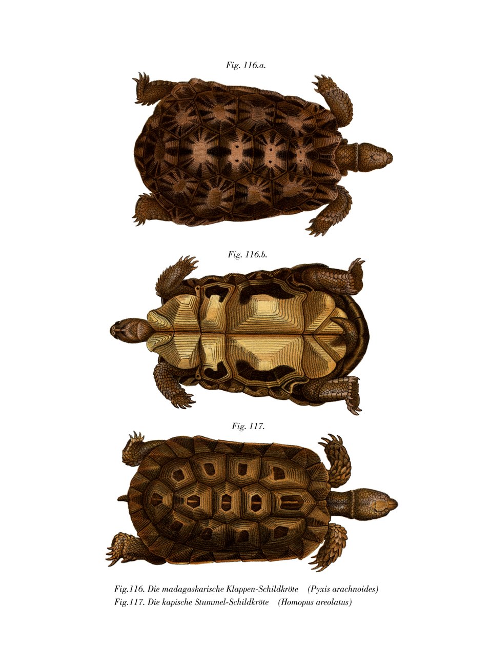 Tartaruga Aranha de Madagáscar (cor litho) de German School