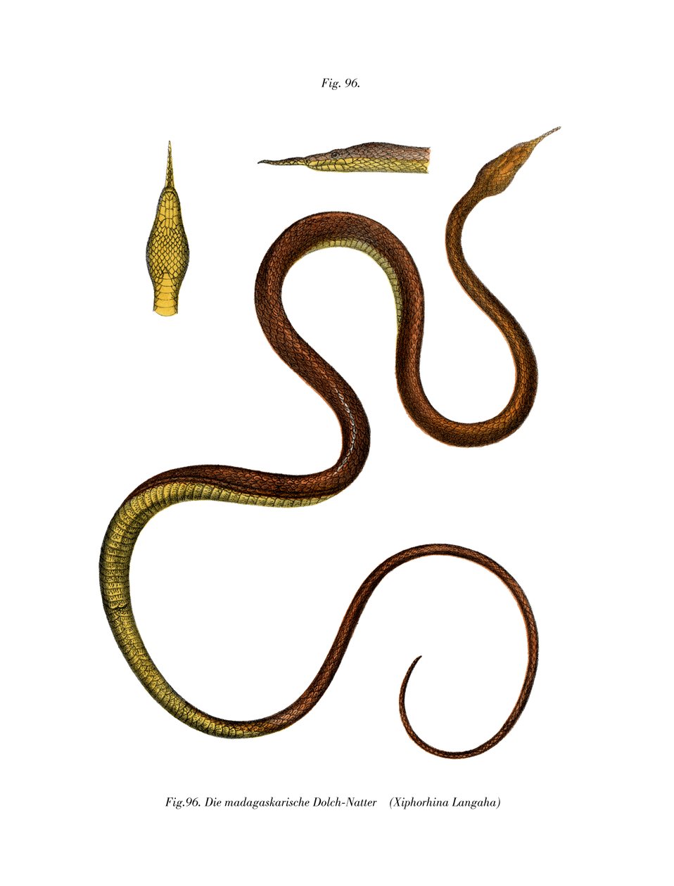 Madagáscar Leaf-nosed Snake (cor litho) de German School