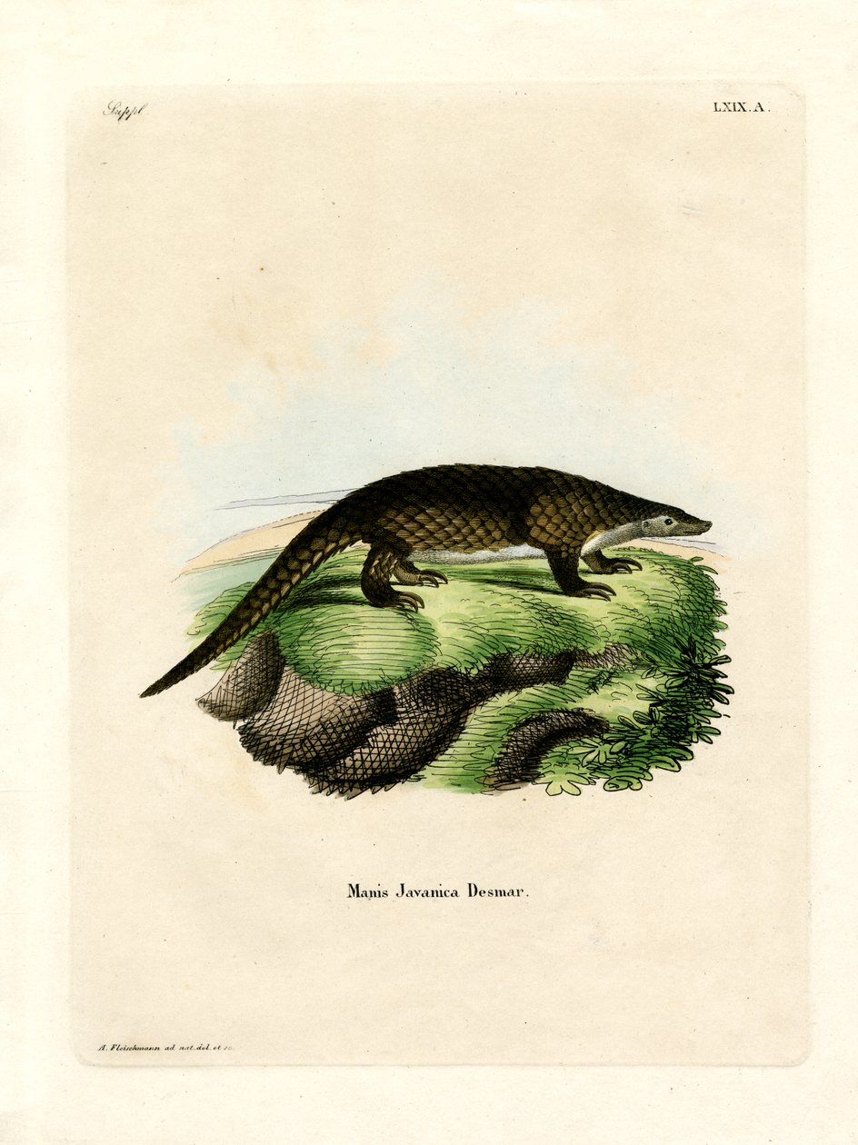 Malaio Pangolin (gravação a cores) de German School