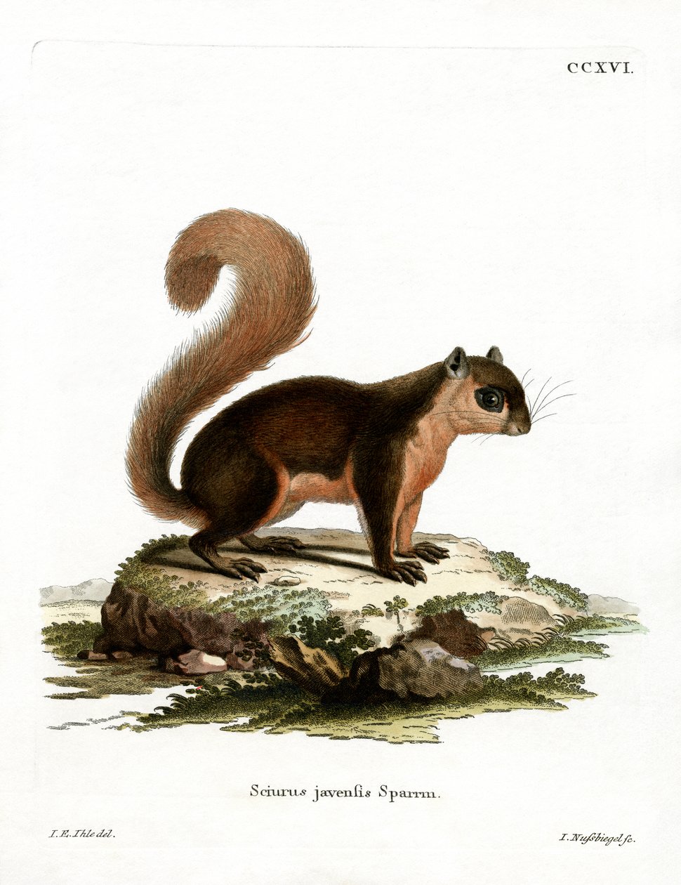 Esquilo Malaio (gravura colorida) de German School