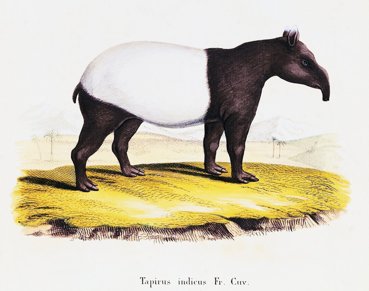 Anta malaia (Tapirus indicus), de Mamíferos ilustrados da Natureza com descrições, de Johann Christian Daniel von Schreber (1739-1810), gravada por A Fleischman após desenho de C Weber, volume 6-7, quadro 319-A, Alemanha de German School