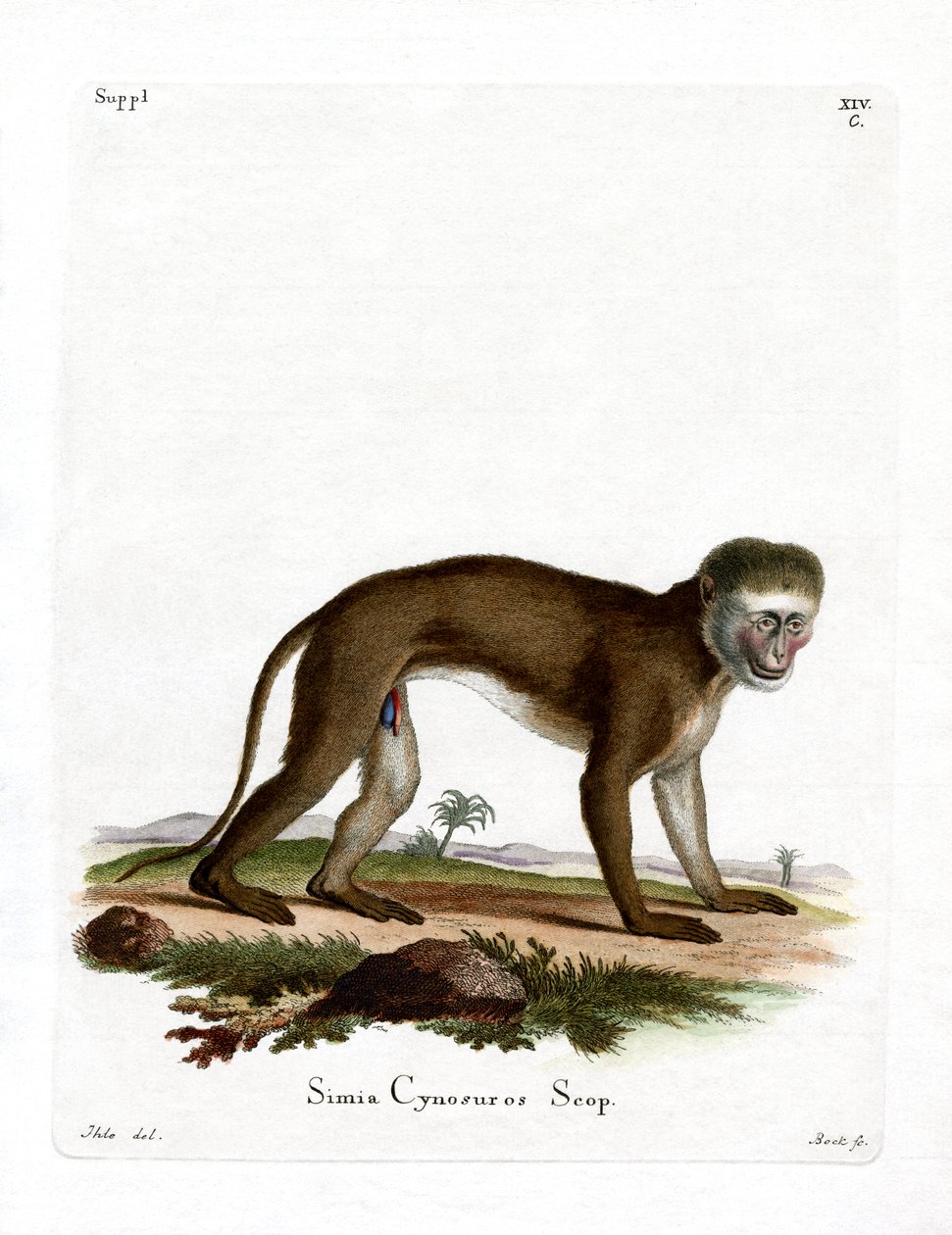 Macaco Malbrouck (gravação a cores) de German School
