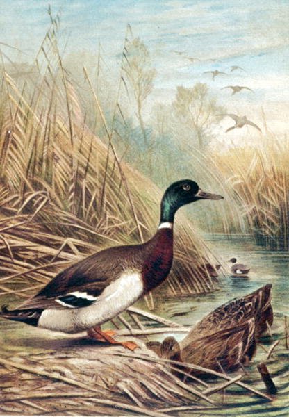 Mallard, prato de "Brehms Tierleben": Allgemeine Kunde des Tierreichs", vol.6, p.635, publicado pelo Bibliographisches Institut de German School