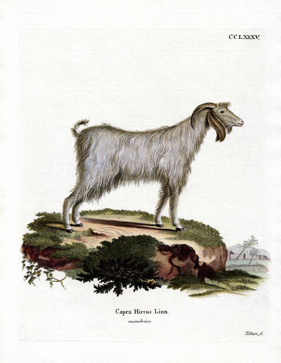 Mamber Goat (gravura colorida) de German School