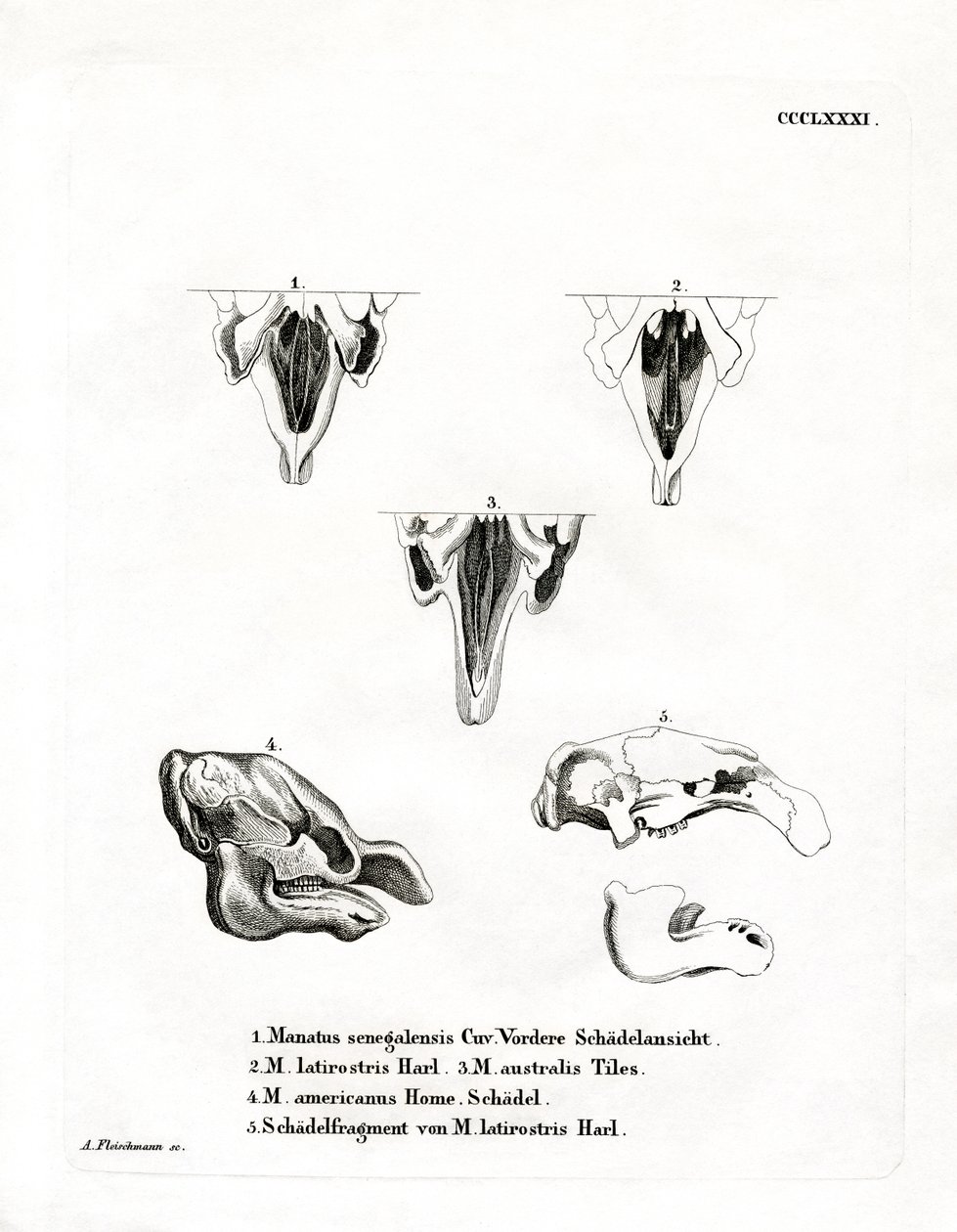 Manatee Skulls (gravura colorida) de German School