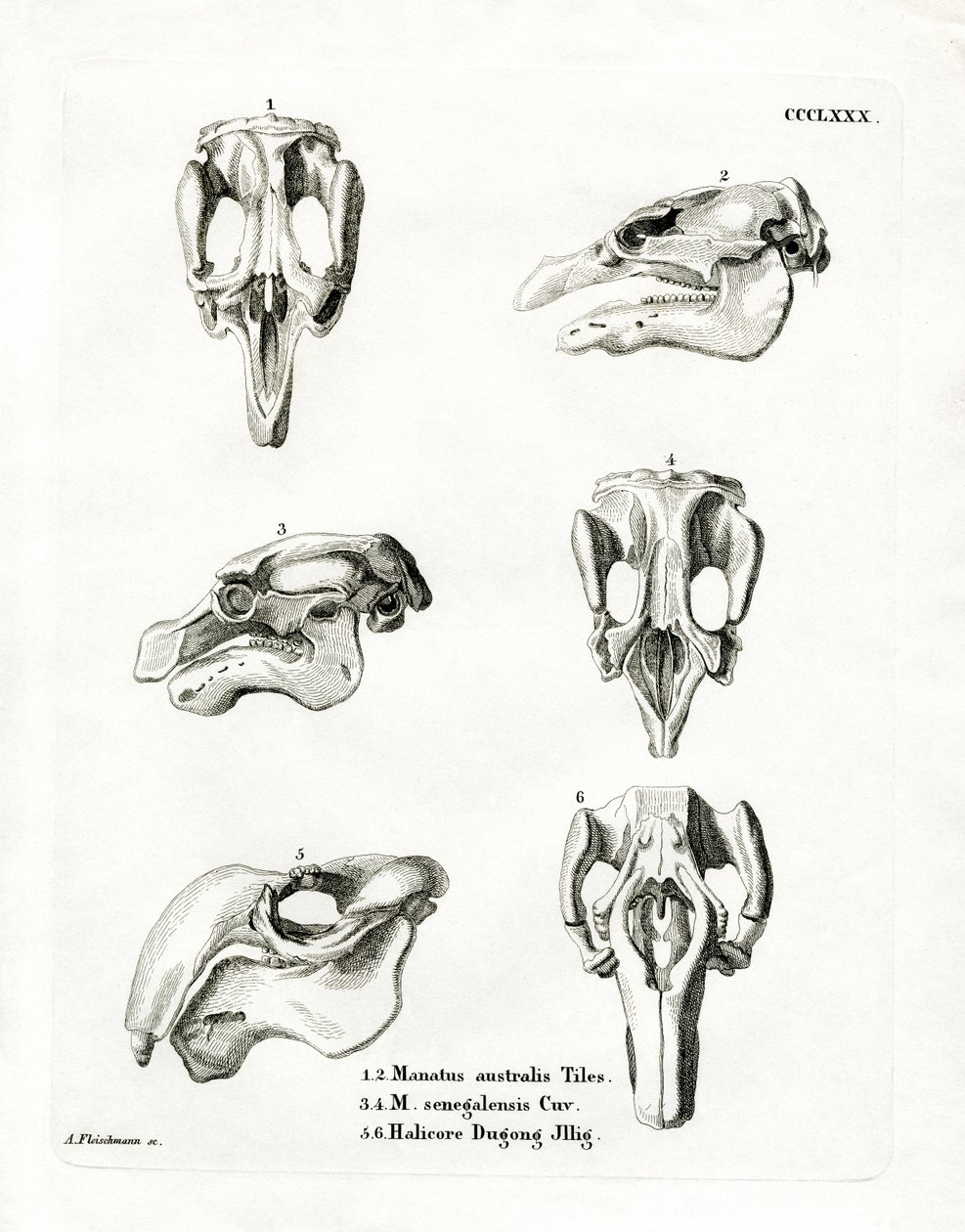 Manatee Skulls (gravura colorida) de German School
