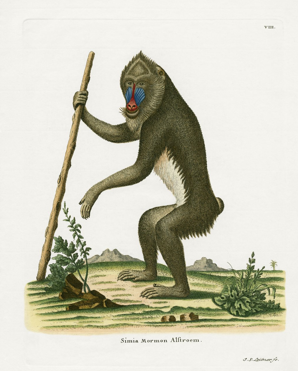 Mandrill (gravação a cores) de German School