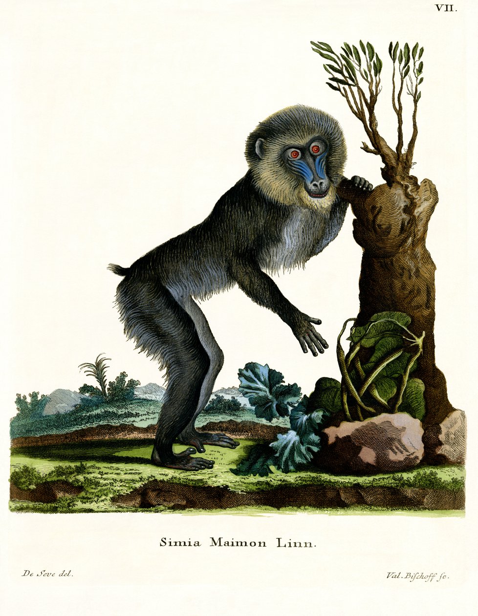 Mandrill (gravação a cores) de German School
