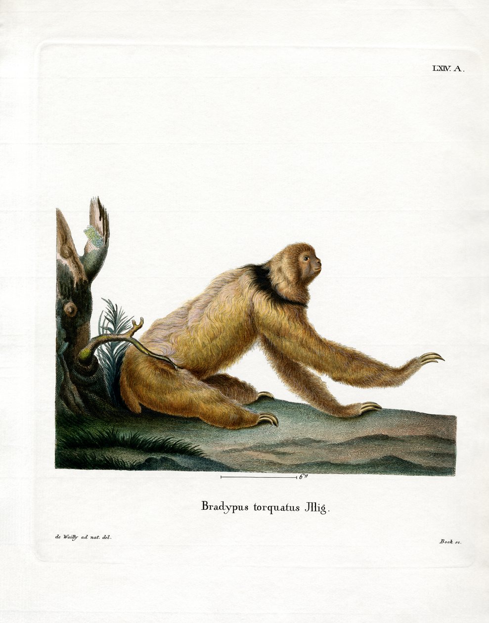 Preguiça Maned (gravura colorida) de German School