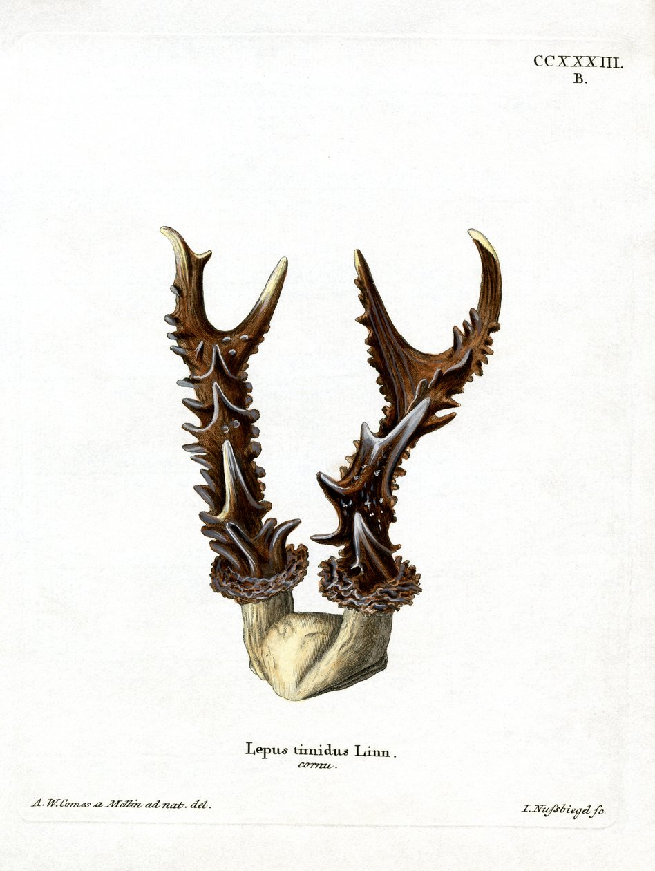 Maountain Hare Antlers (gravura colorida) de German School