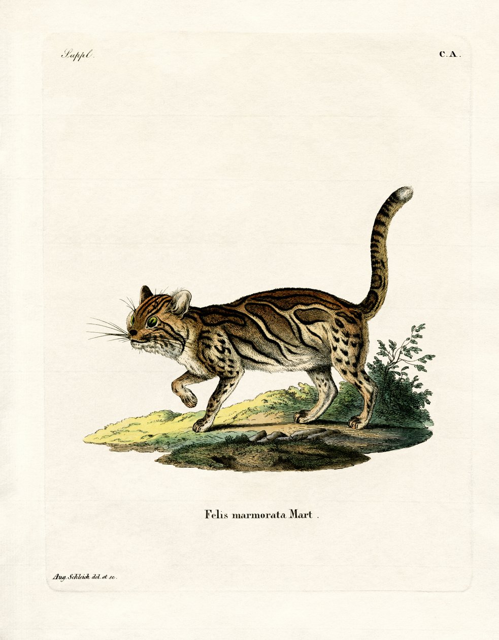Marbled Cat (gravação a cores) de German School