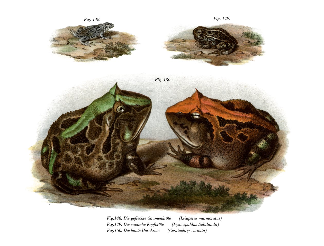 Sapo de quatro olhos marmorizado (cor litho) de German School