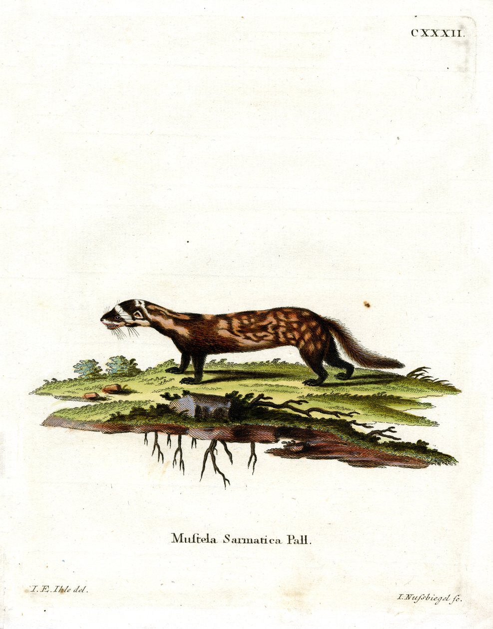 Marbled Polecat (gravura colorida) de German School