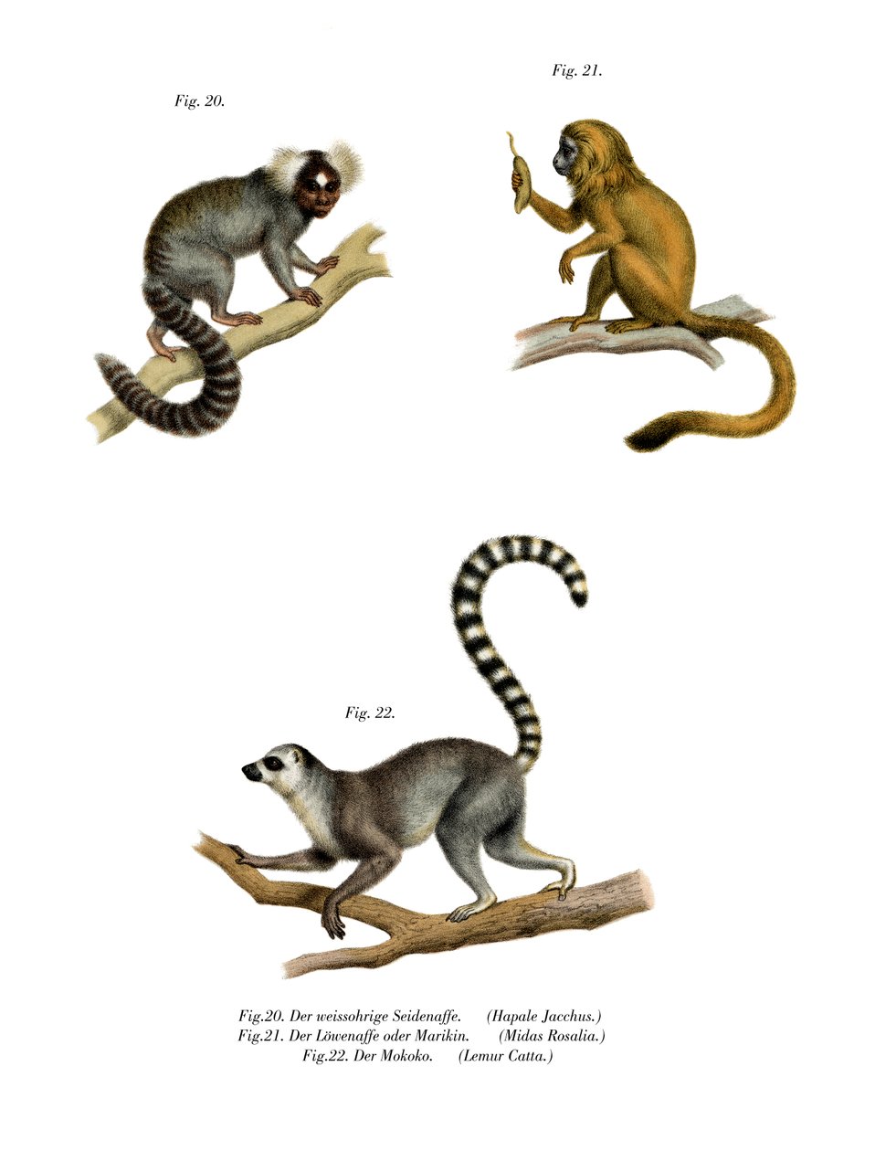 Sagui, 1860 de German School