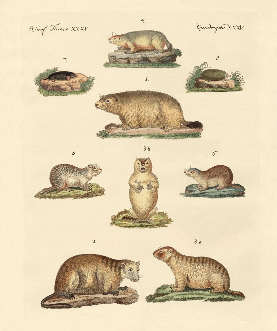 Marmotas e toupeiras de German School