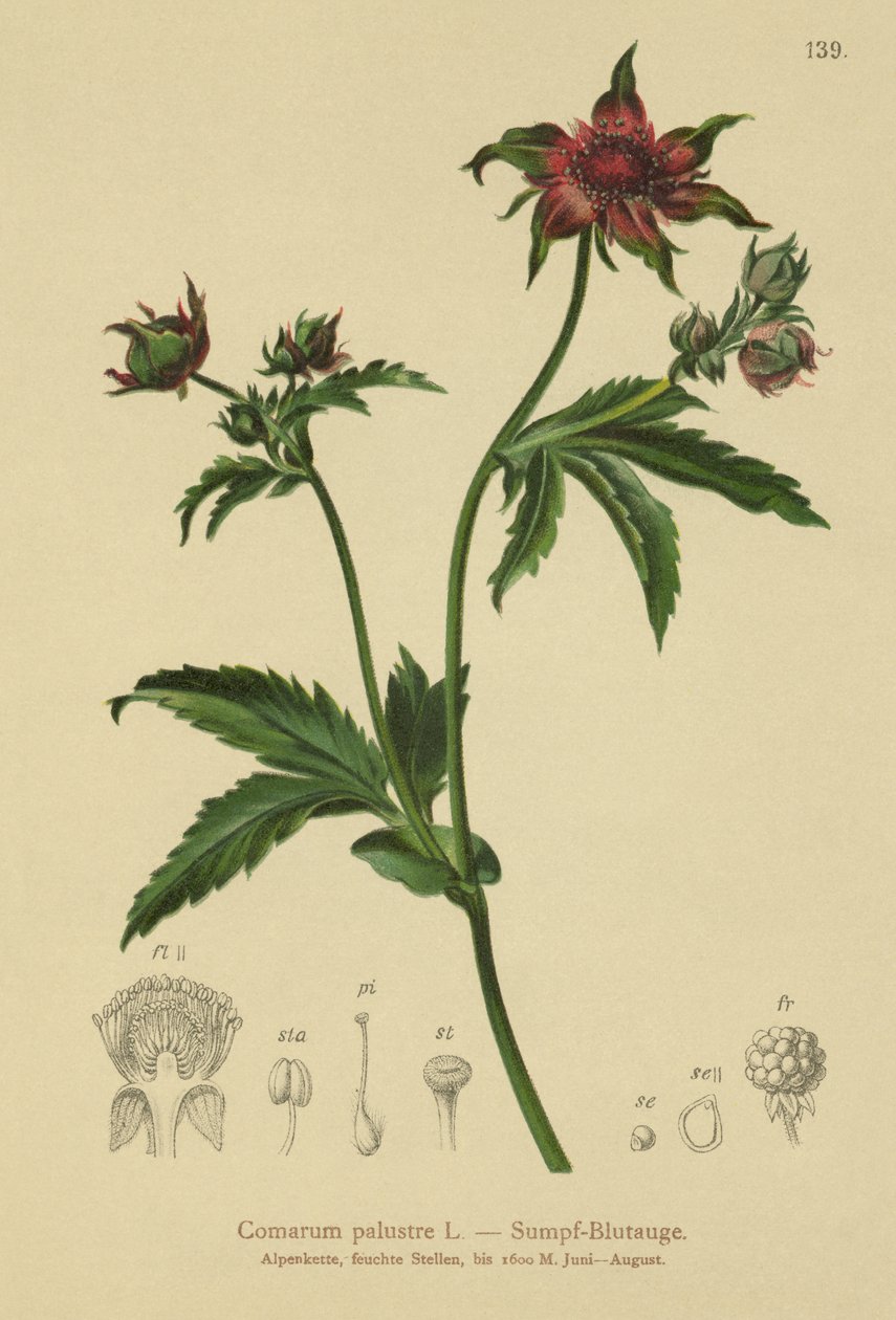 Cinquefoil pântano (Comarum palustre, Potentilla palustris) de German School