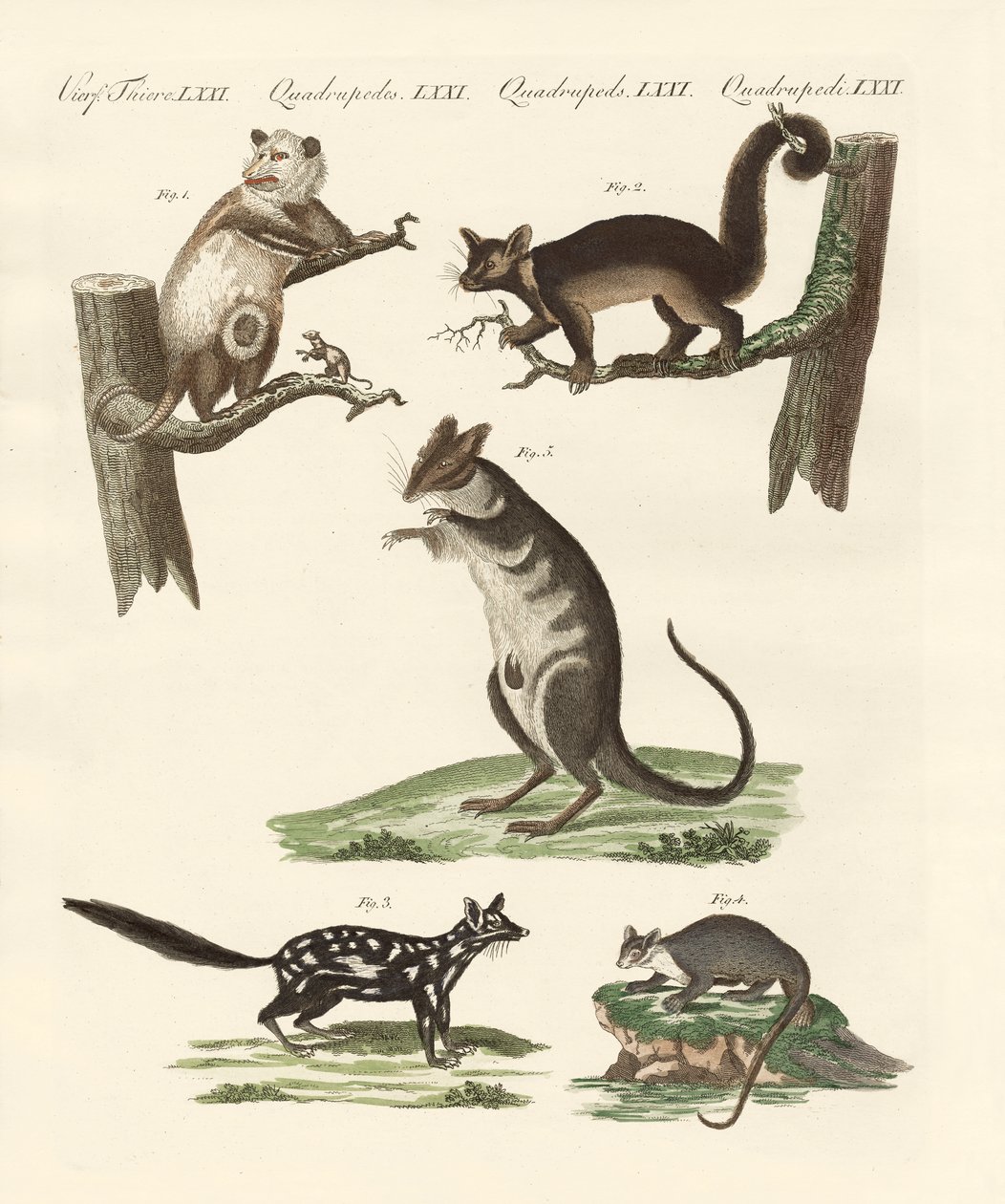 Marsupiais de German School