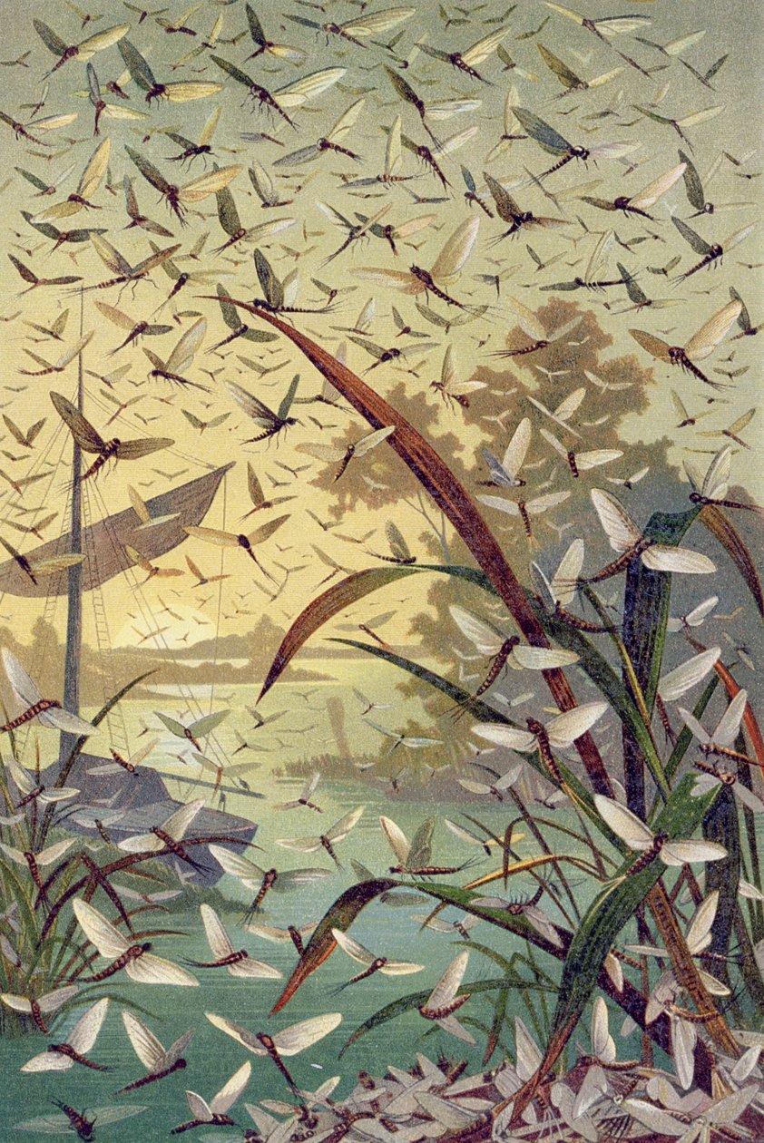 Mayfly, prato da Vida Animal de Brehm: Conhecimento Comum do Reino Animal, vol.9, p.546, publicado pelo Instituto Bibliográfico, 1892 de German School