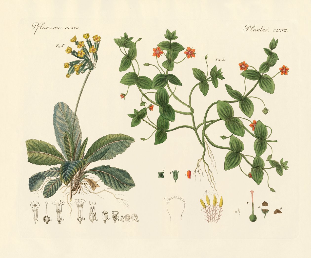 Plantas médicas (gravura colorida) de German School